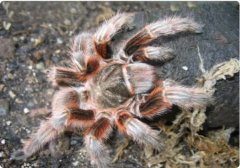 智利红玫瑰毛蜘蛛（Grammostola rosea）