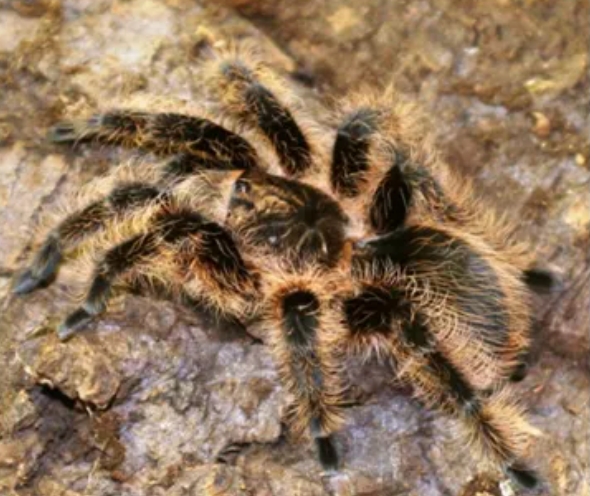 洪都拉斯卷毛蜘蛛（Brachypelma albopilosum）