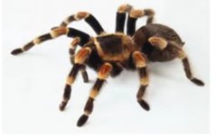 墨西哥红膝鸟蛛（Brachypelma smithi）