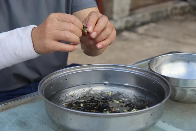 又到吃油炸花蜘蛛的季节了……