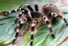 巴西白膝头蜘蛛（Acanthoscurria geniculata）