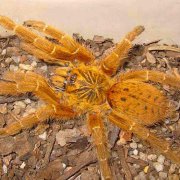 火焰黄膝蜘蛛 (Thrixopelma ockerti)