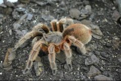 塔兰托毒蛛 (Tarantula)