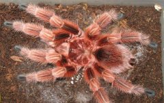 智利火玫瑰 (Chilean Rose Tarantula)