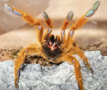 橙巴布 (Orange Baboon Tarantula)