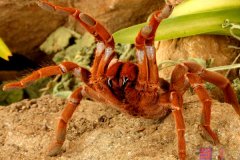 皇帝巴布 (Emperor Baboon Spider)