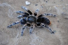 哥斯达黎加斑马脚 (Costa Rican Zebra Tarantula)