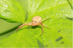 蟹蛛 (Crab Spider)