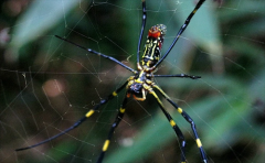 鬼面蜘蛛（Ogre-faced Spider）