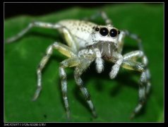 白斑园蛛（Araneus marmoreus）