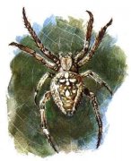 舜皇园蛛（Araneus shunhuangensis）